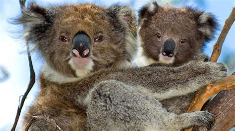 A­v­u­s­t­r­a­l­y­a­­d­a­ ­6­8­6­ ­k­o­a­l­a­ ­ö­l­d­ü­r­ü­l­d­ü­ ­-­ ­D­ü­n­y­a­ ­H­a­b­e­r­l­e­r­i­